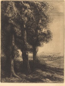 Angolo di un bosco