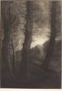 Grandi alberi visti contro il sole