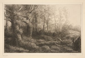 Margine della foresta