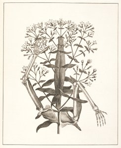 Illustrazione da 