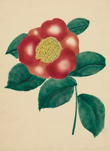 Fiore cinese (acquerello) da Altha Mary Nims