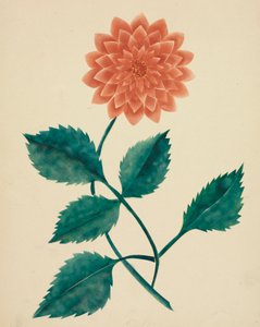 Dahlia (watercolor) da Altha Mary Nims