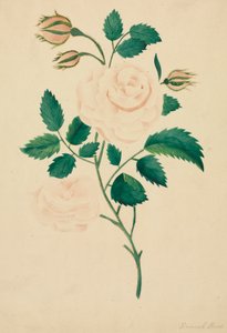 Rosa damascena (acquerello) da Altha Mary Nims