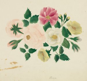 Rose di giugno (acquerello)