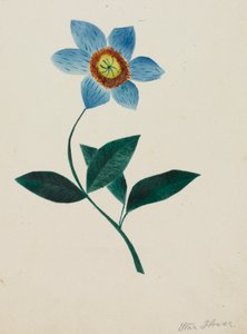 Fiore di stella (acquerello)