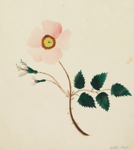 Rosa selvatica (acquerello) da Altha Mary Nims