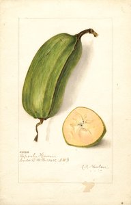 Banane (Musa: Popoulu Hawaii) (acquerello)