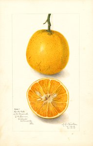 Arance tardive di Harts (Citrus sinensis) (acquerello)
