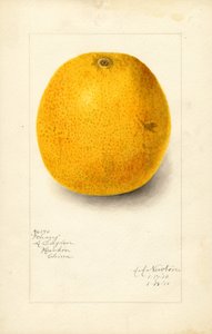 Arancia Ichang (Citrus sinensis) (acquerello) da Amanda Almira Newton