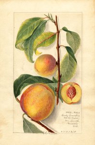 Pesche (Prunus persica) (acquerello) da Amanda Almira Newton