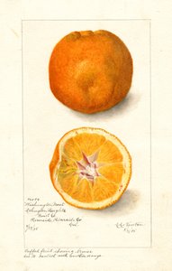 Arance Washington Navel (Citrus sinensis) (acquerello)