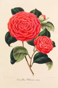 Nouvelle iconographie des Camellias, 1850-1860 da Ambroise Alexandre Verschaffelt