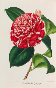 Nouvelle iconographie des Camellias da Ambroise Alexandre Verschaffelt