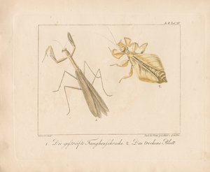  da Ambrosius Gabler