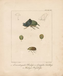 Varie specie di coleotteri (incisione su rame colorata a mano) da Ambrosius Gabler
