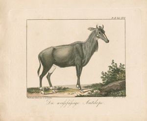  da Ambrosius Gabler