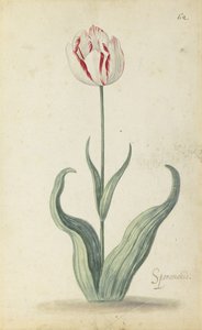Tulipano "Speramondi", da un album di fiori da Ambrosius the Younger Bosschaert