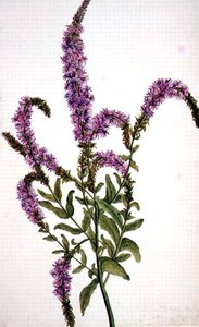 Epilobio spinoso viola (Epilobium) 1787 da Amelia Fancourt