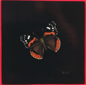 Farfalla Ammiraglio Rosso, 2001