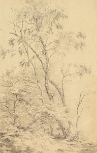 Alberi a Bromley [o Alberi] da Amelia Long