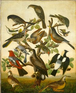 Uccelli da American 19th Century