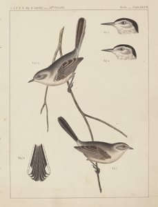 Uccelli - U.S.P.R.R. Exp. & Surveys, 35° parallelo da American 19th Century