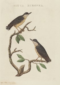 Sitta europea da American 19th Century