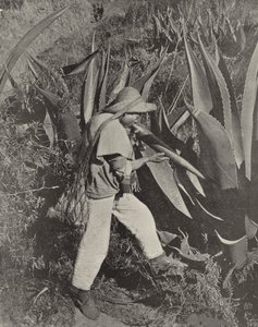 Un raccoglitore di pulque messicano