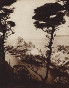 California: Cipresso di Monterey