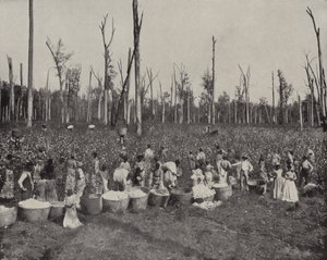 Raccolta del cotone in Mississippi da American Photographer (after)
