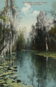 Fiume Florida, con alberi di cipresso e muschio