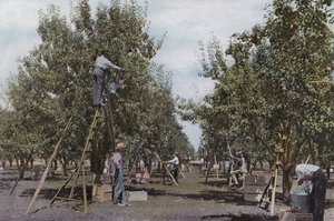 Oregon: Raccolta di frutta in un frutteto della Rouge River Valley da American Photographer (after)