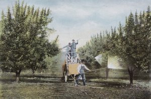 Oregon: Spruzzatura di un frutteto in Oregon