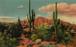 Phoenix, Arizona: Camel Back Mountain e deserto