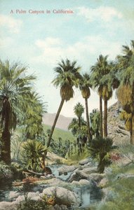 Un canyon di palme, California, USA (foto a colori) da American Photographer