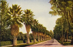 Un viale di palme vicino a Los Angeles (foto a colori) da American Photographer