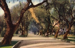 Avenue of Pepper Trees, Pasadena (foto a colori) da American Photographer