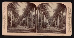 Viale di palme reali, giardini del Queen