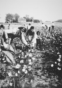Raccoglitori di cotone neri, c.1900 da American Photographer