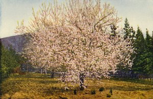 Mandorlo della California (foto a colori) da American Photographer