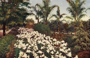 Gigli di Pasqua in fiore (foto a colori) da American Photographer