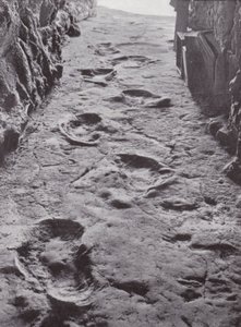 Impronte fossilizzate di mammut, Carson City, Nevada, USA (foto b/n) da American Photographer