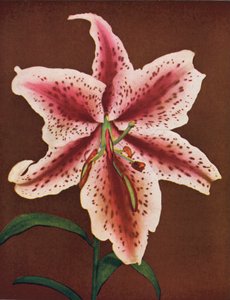 Gigli: Lilium Auratum, Crimson Queen (foto a colori) da American Photographer