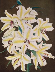 Gigli: Lilium Auratum Platyphyllum (foto a colori) da American Photographer