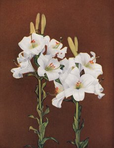 Gigli: Lilium Candidum (foto a colori) da American Photographer