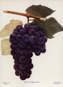 Uva dello Stato di New York (foto a colori) da American Photographer