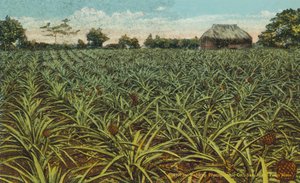 Porto Rico / Porto Rico: Un campo di ananas a Porto Rico (foto a colori) da American Photographer