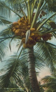 Porto Rico / Porto Rico: I bozzoli che crescono a Porto Rico (foto a colori) da American Photographer