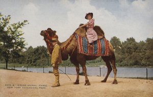 A cavallo di un cammello, Parco Zoologico di New York (foto) da American Photographer