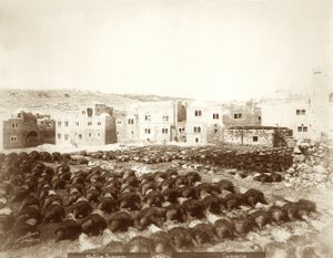 Conceria a Hebron con pelli stese in primo piano, 1898-1911 da American Photographer
